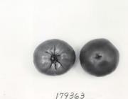 Click for 1 image(s) for this accession. FRUIT